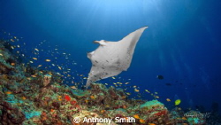 Manta... by Anthony Smith 
